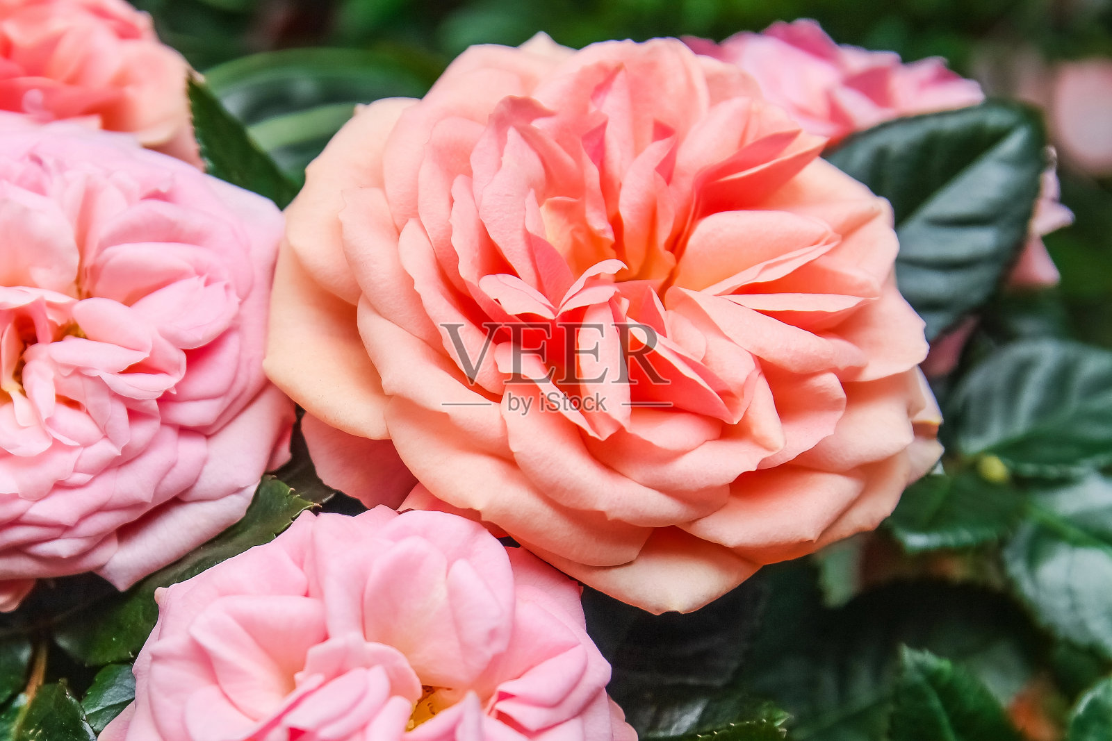 特写:粉红色的玫瑰和它的绿叶。春天的概念,花店,假日,选择性的焦点照片摄影图片