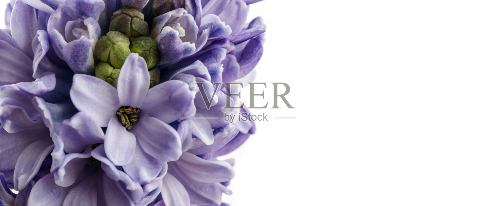 风信子为背景。开花。照片摄影图片