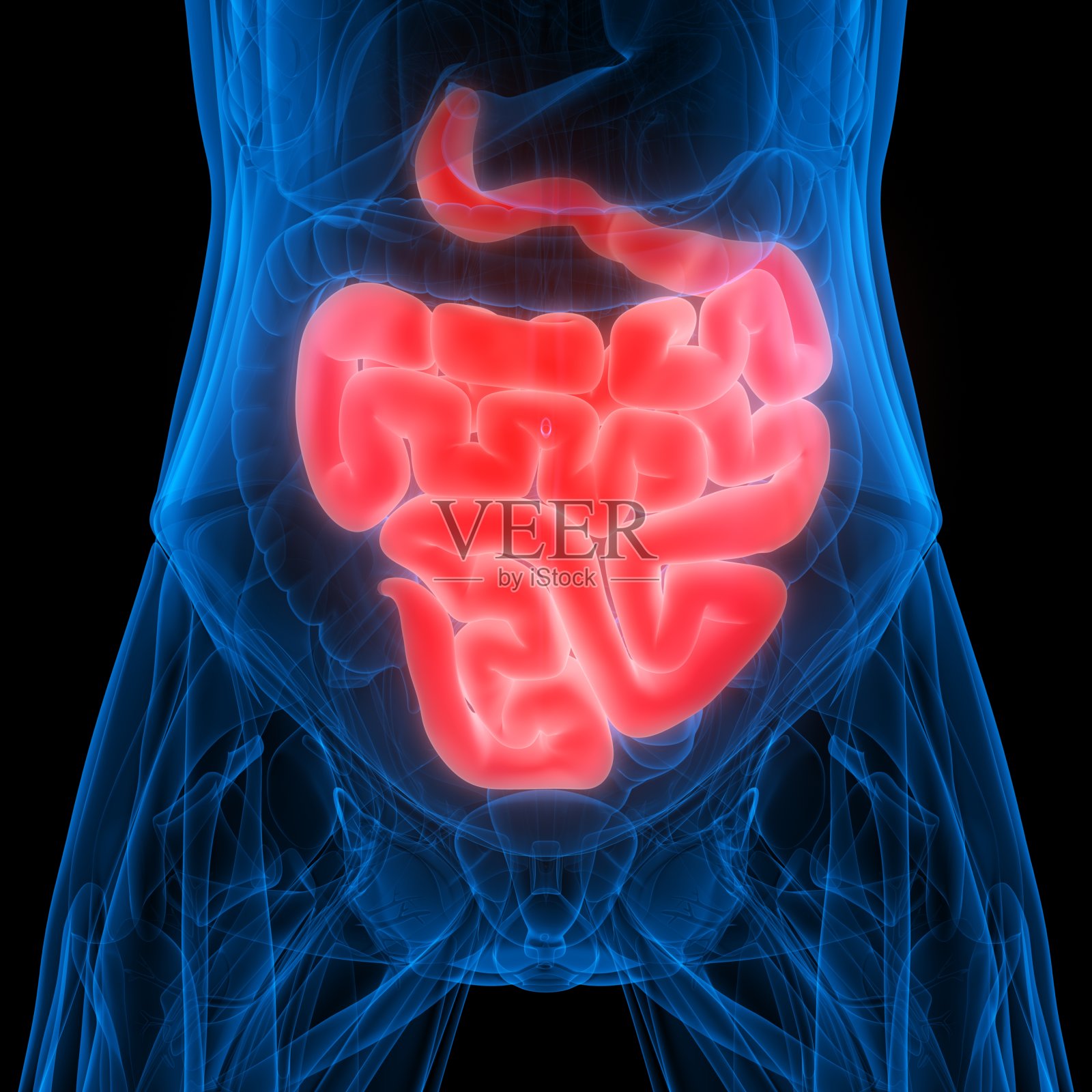 人体消化系统内部器官小肠解剖x线三维渲染照片摄影图片