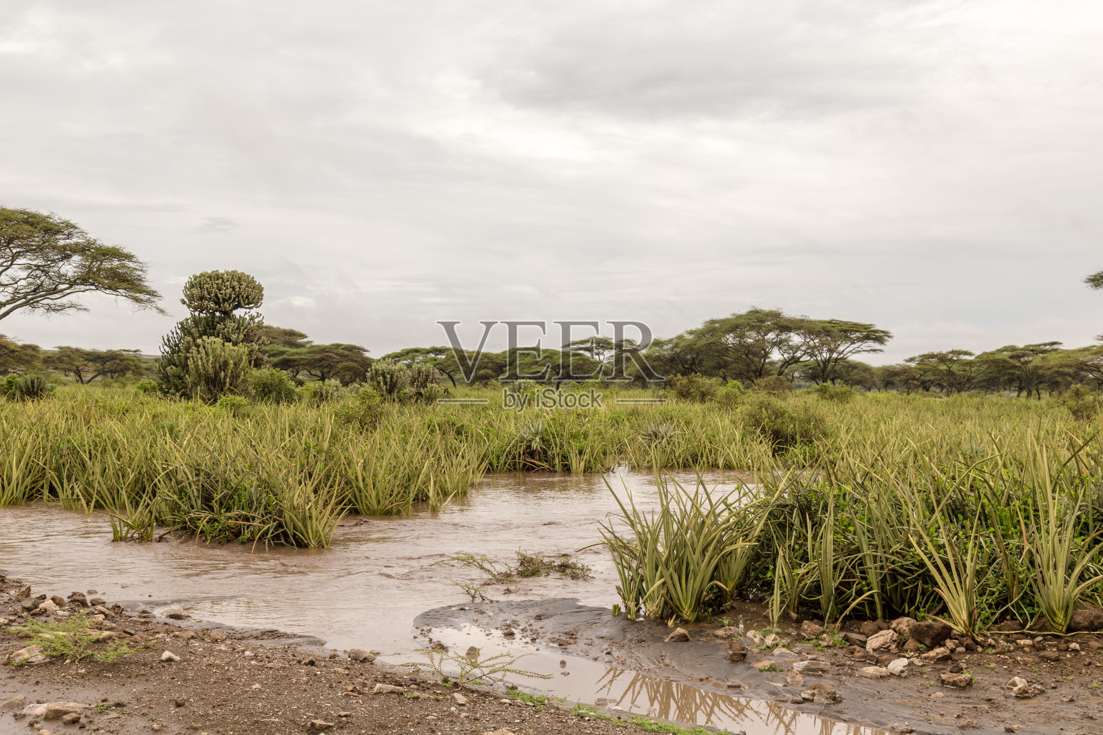 塞伦盖蒂照片摄影图片