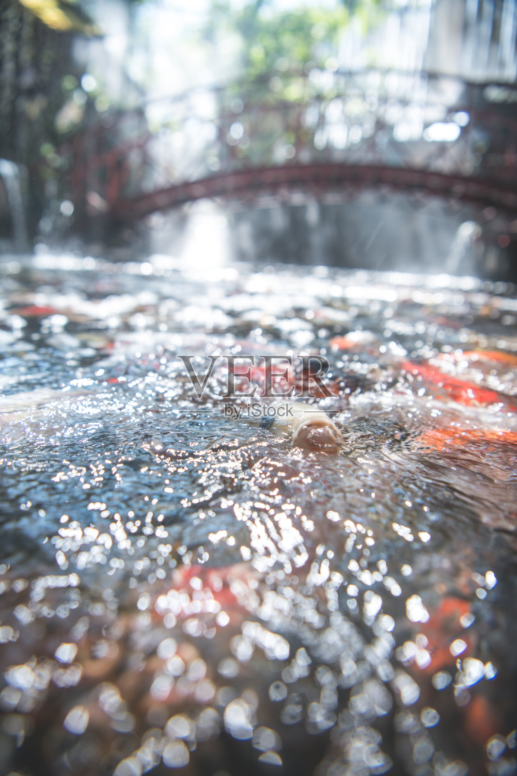 在传统的日本锦鲤池中游动的彩色鲤鱼鱼照片摄影图片