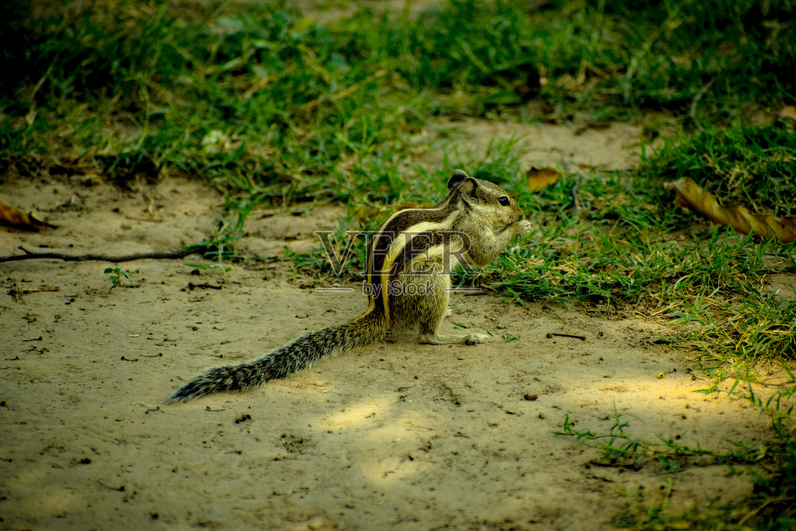 松鼠在公园里,松鼠在吃食物照片摄影图片