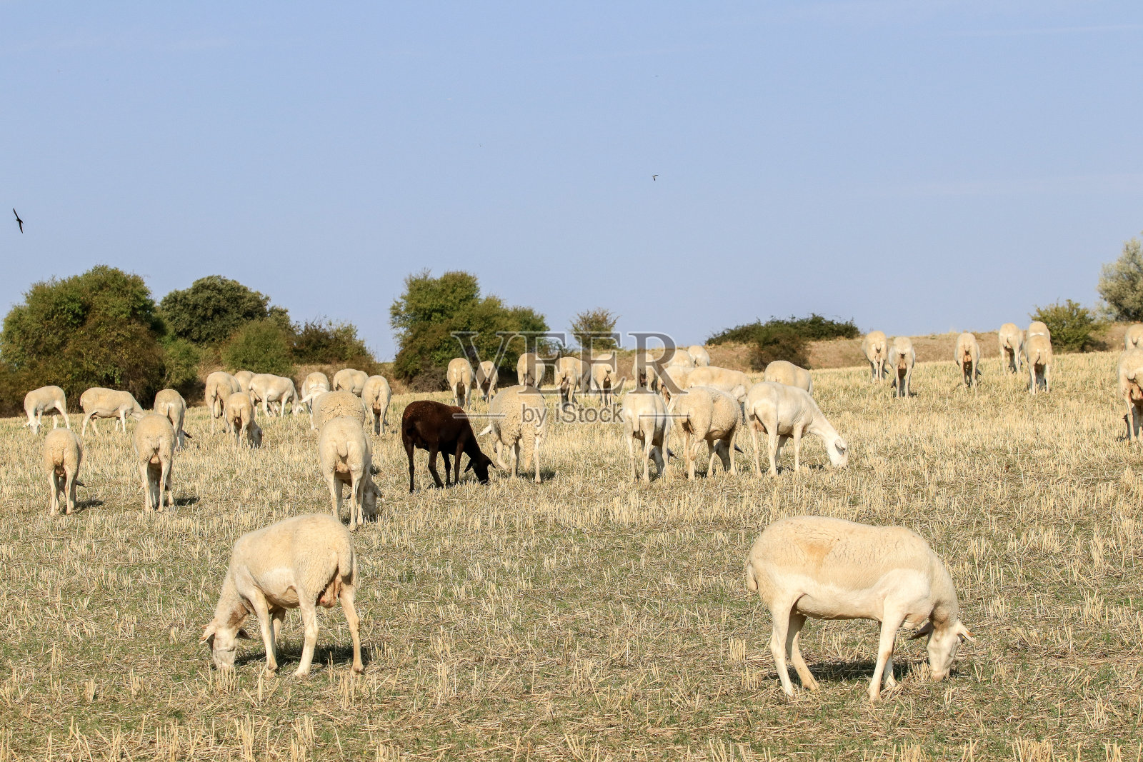 在农场饲养绵羊照片摄影图片