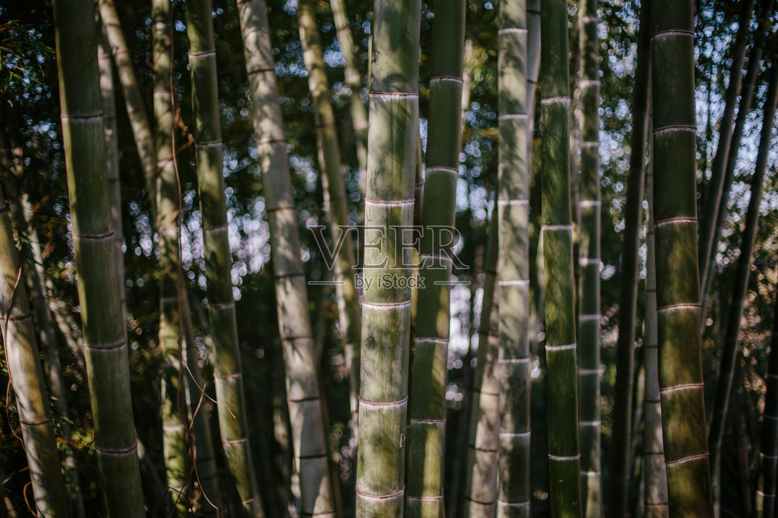 竹林照片摄影图片