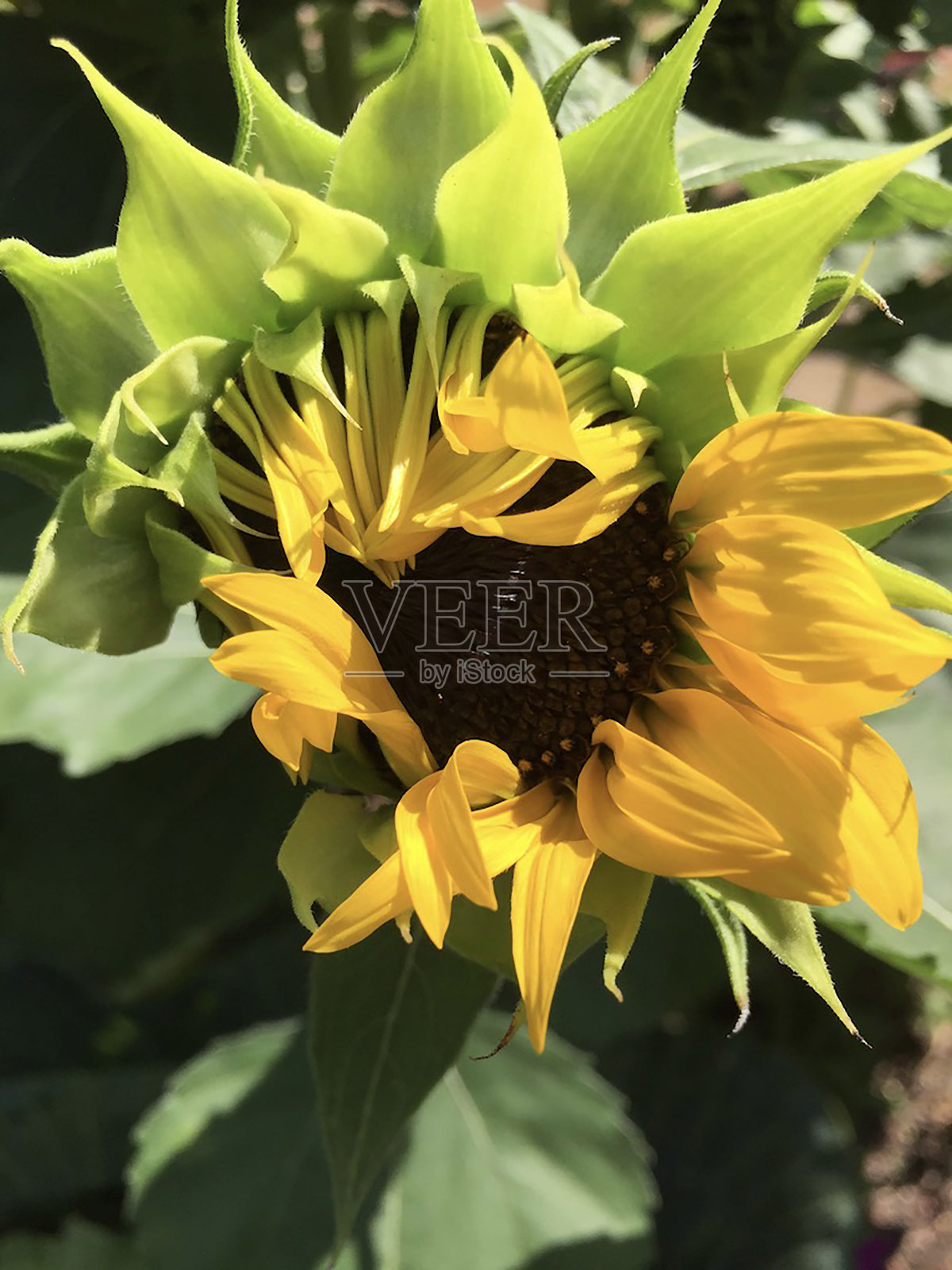 向日葵照片摄影图片