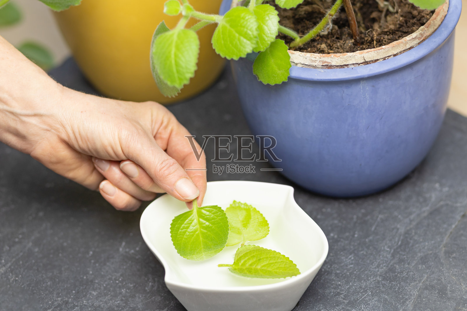 银芒刺茶的配制。照片摄影图片