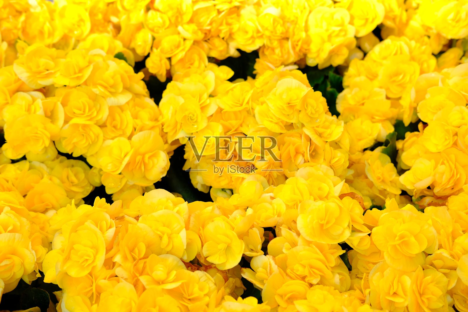 花园里的黄色花朵照片摄影图片