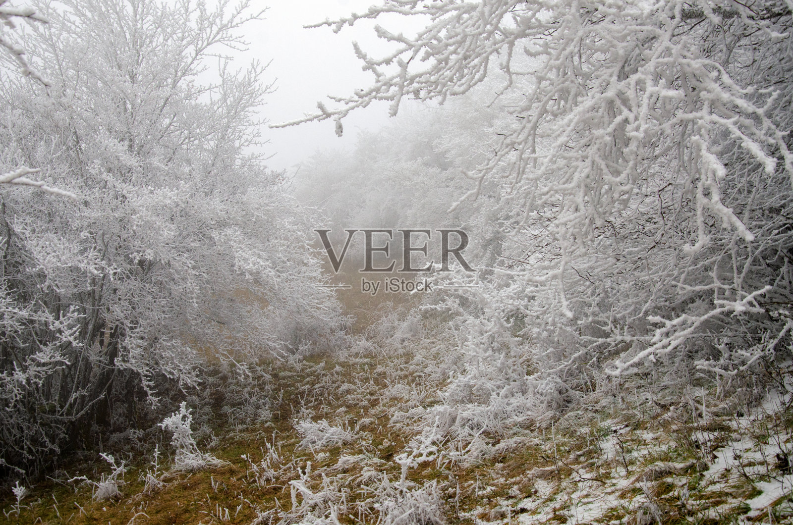 冬天照片摄影图片