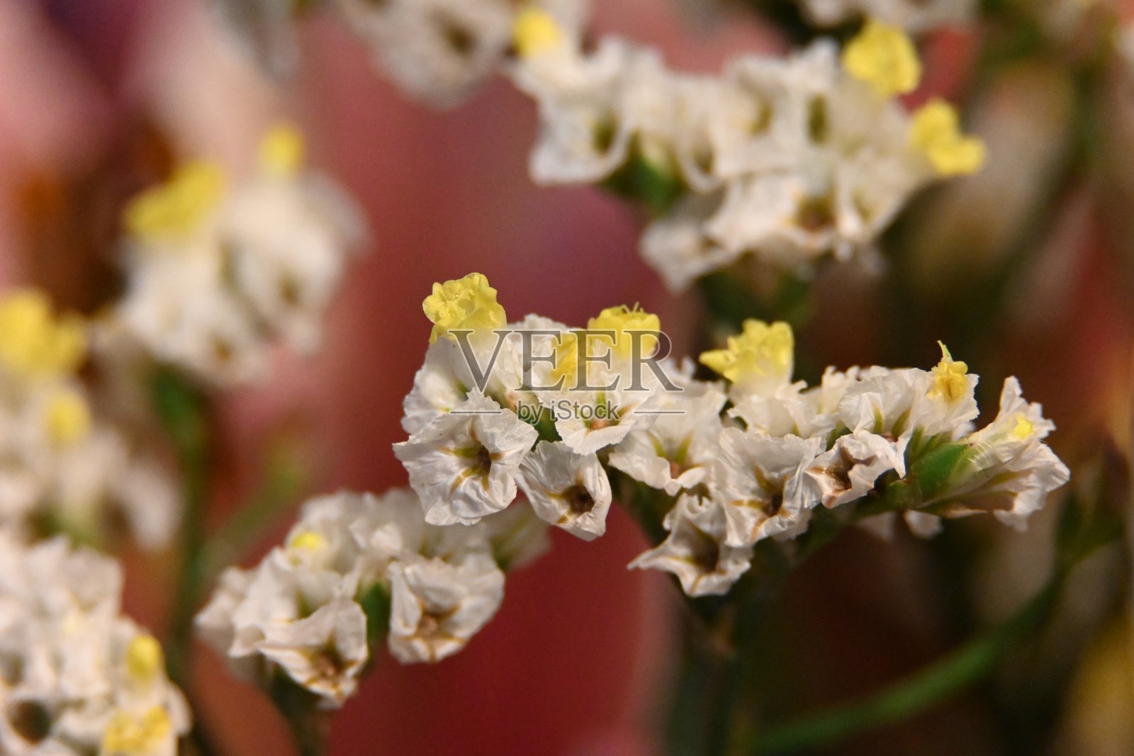 白色和黄色的花照片摄影图片