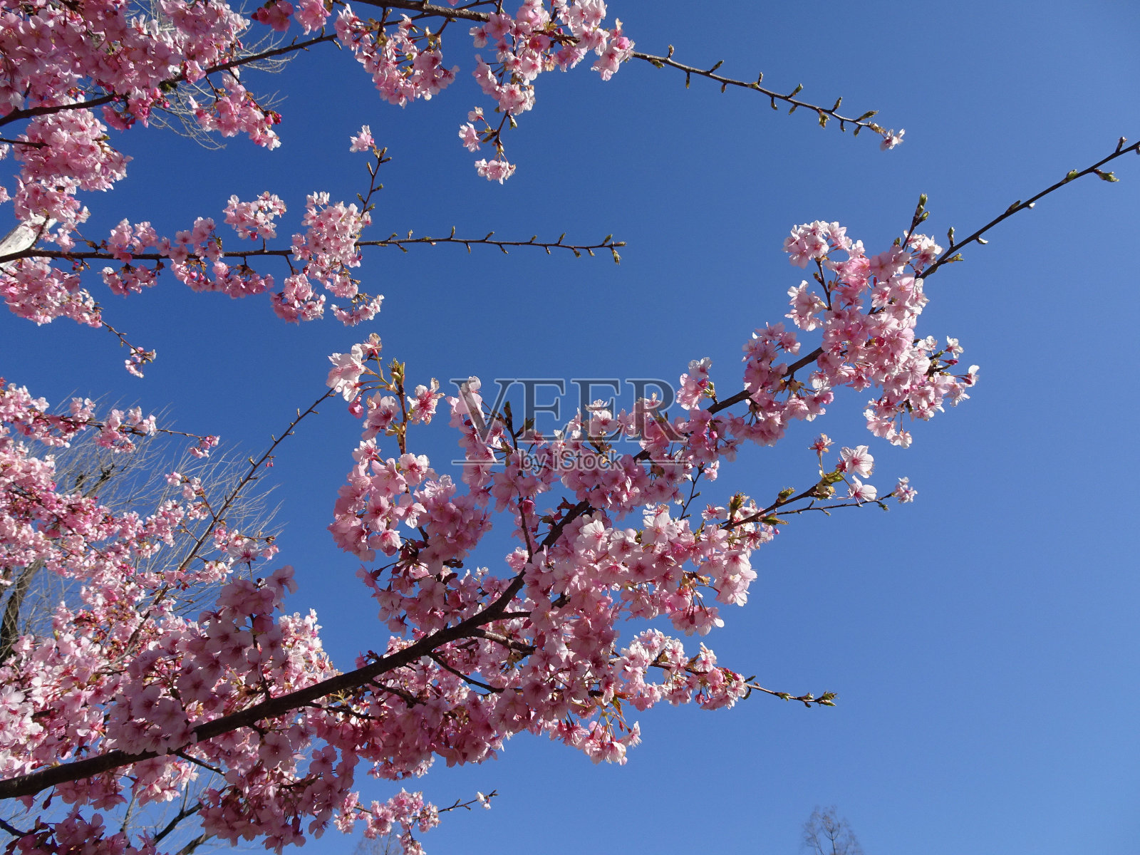 樱花盛开,赏樱图片照片摄影图片