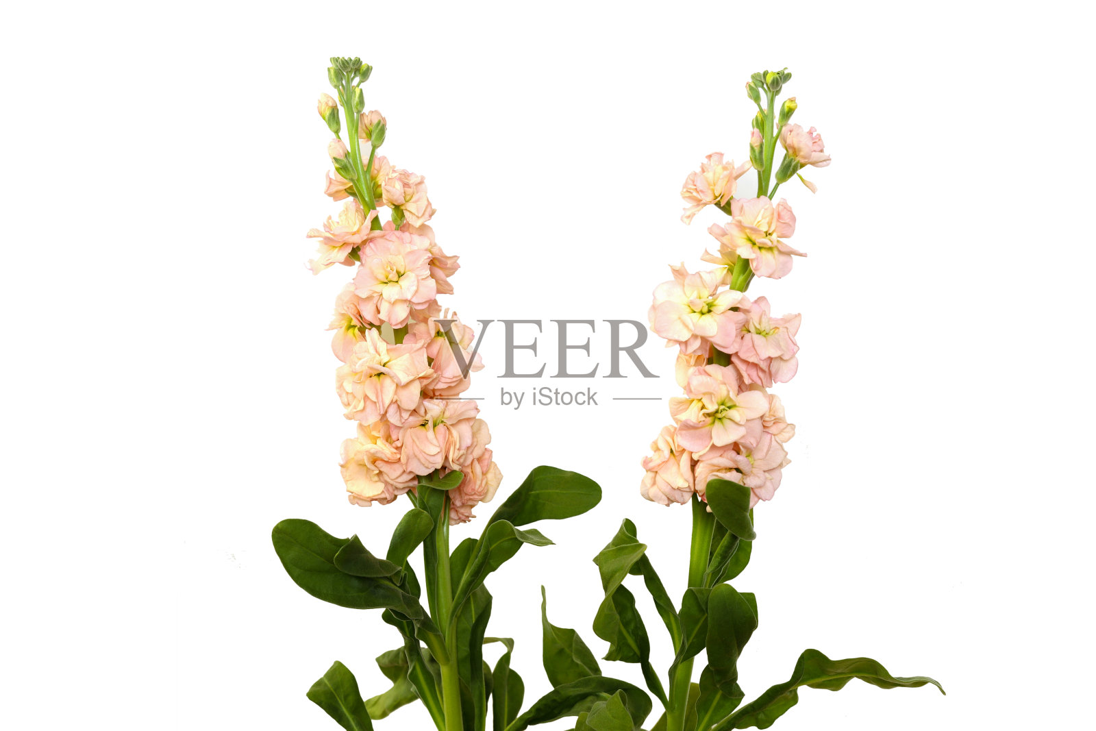 股票在一个白色的背景照片摄影图片