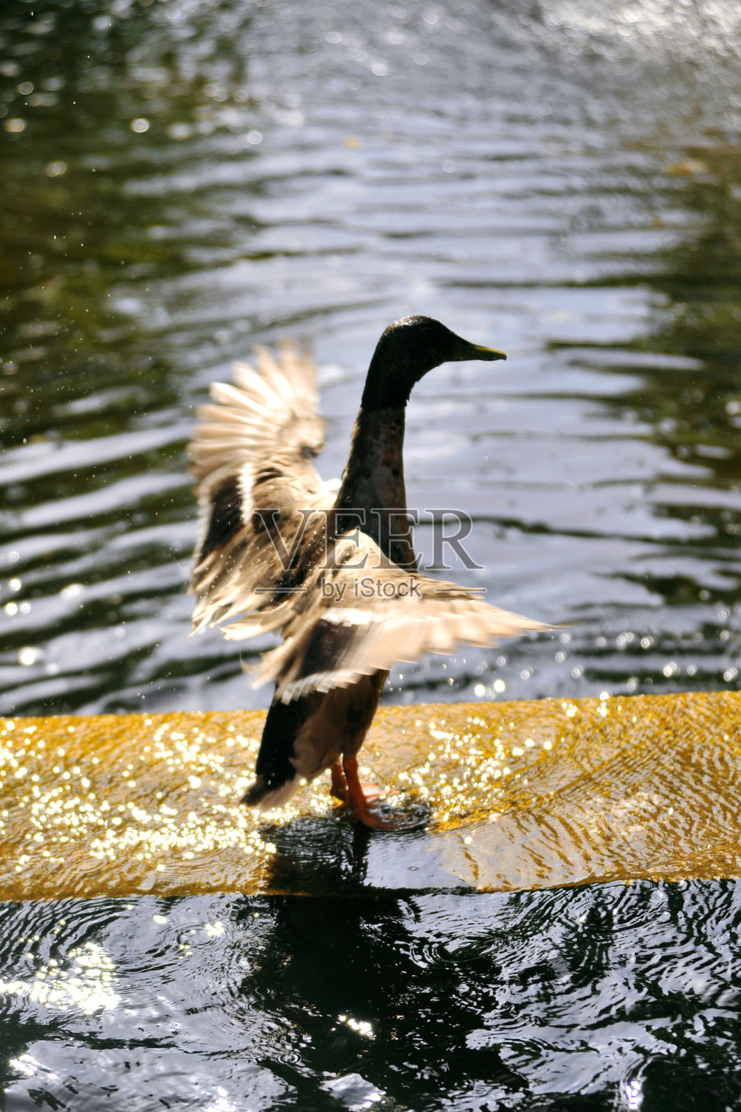 野鸭照片摄影图片