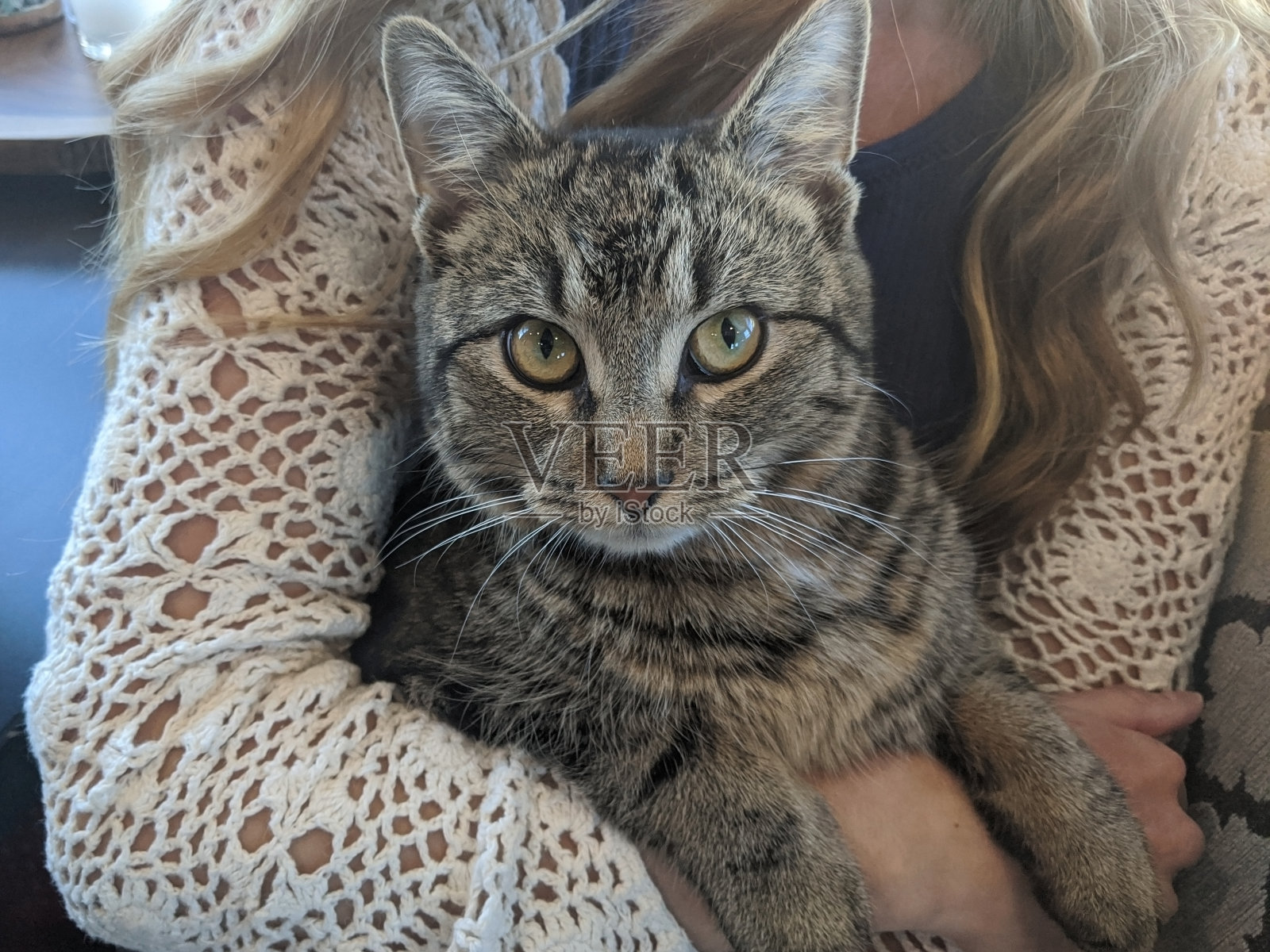 年轻女人拥抱宠物虎斑猫照片摄影图片