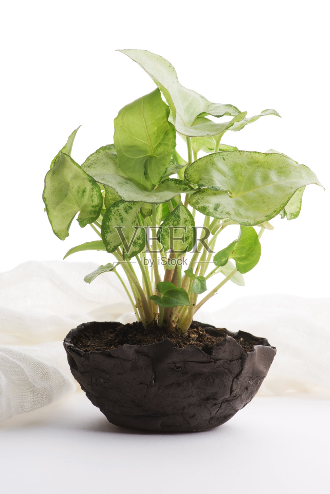 盆栽中的小植物,背景为白色照片摄影图片