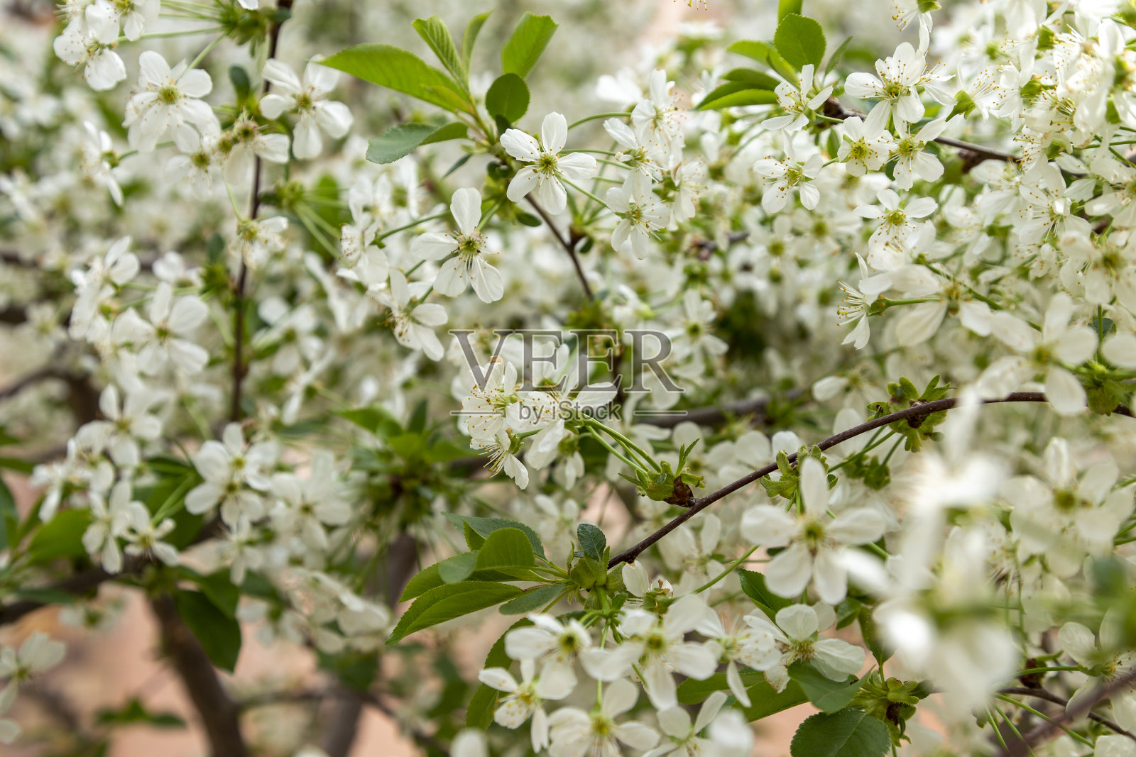 春天树的花照片摄影图片
