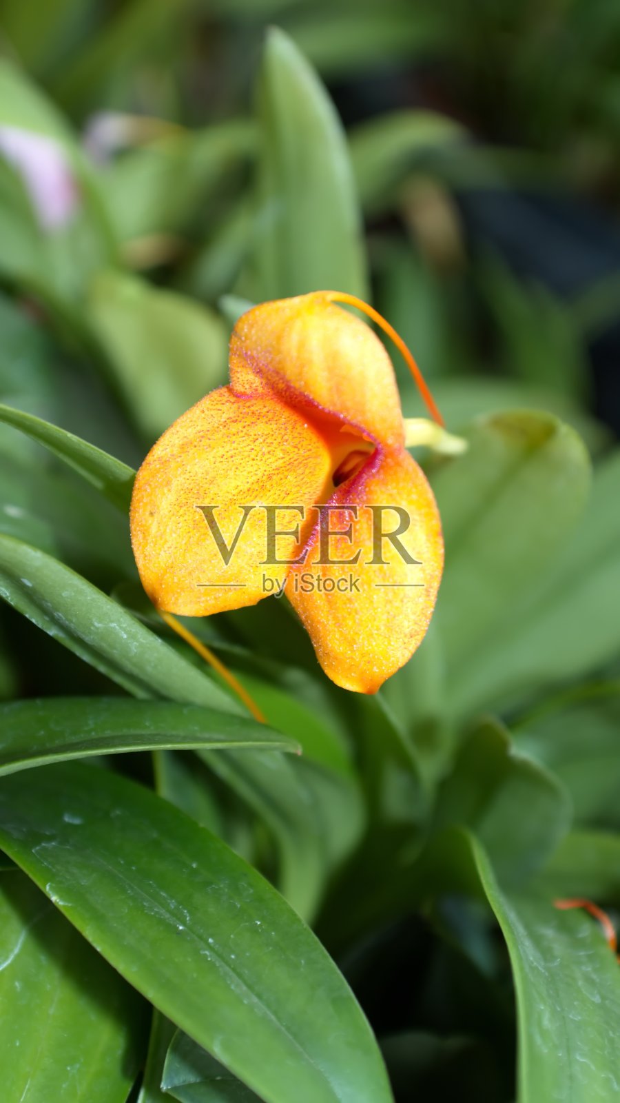 小、橙花照片摄影图片