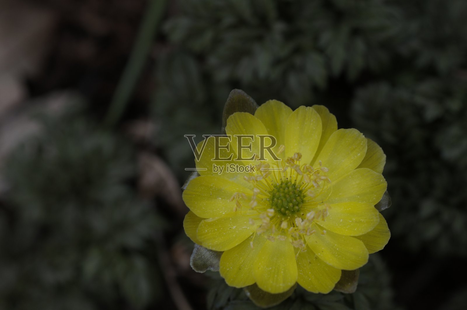 野生植物的宏观照片摄影图片