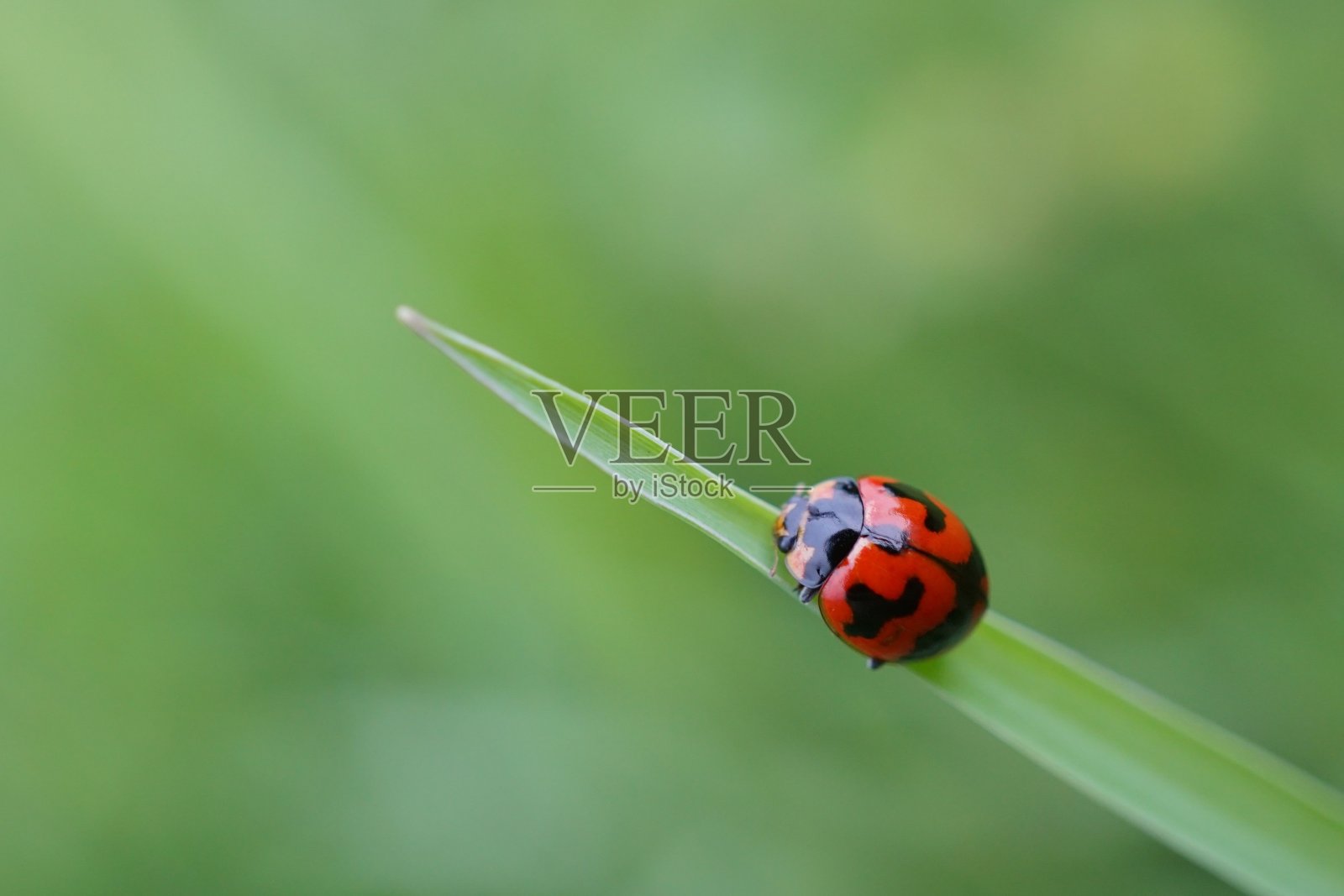 瓢虫照片摄影图片