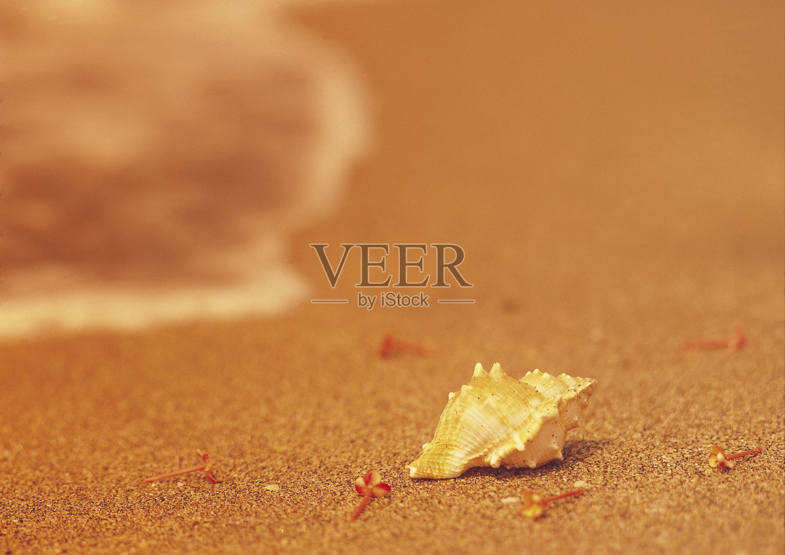 贝壳在沙滩上照片摄影图片