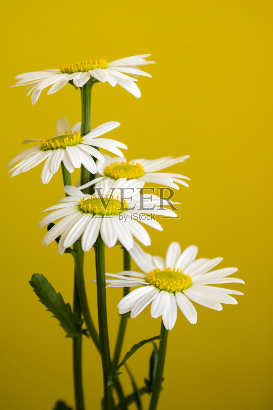 白菊花是一种普通的草甸野花,花瓣白色,花心黄色,背景黄色照片摄影图片
