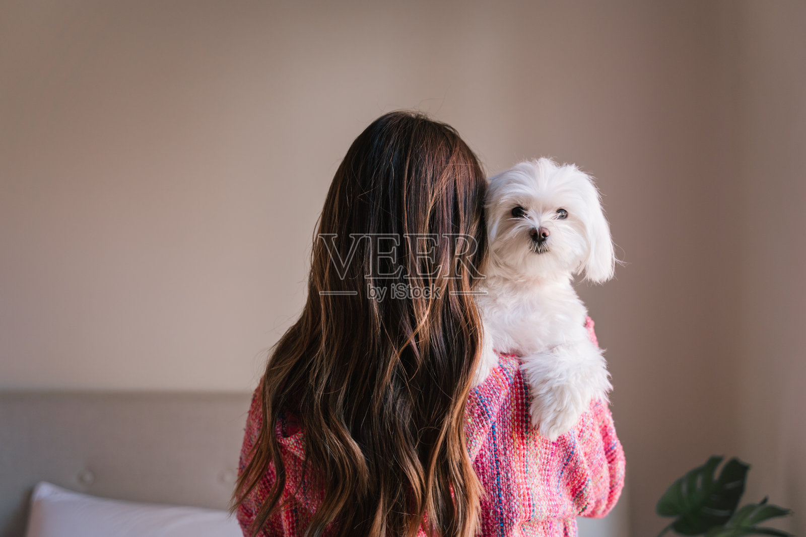 一个年轻女子在家里肩膀上抱着她的马耳他犬。宠物和生活方式。后视图照片摄影图片