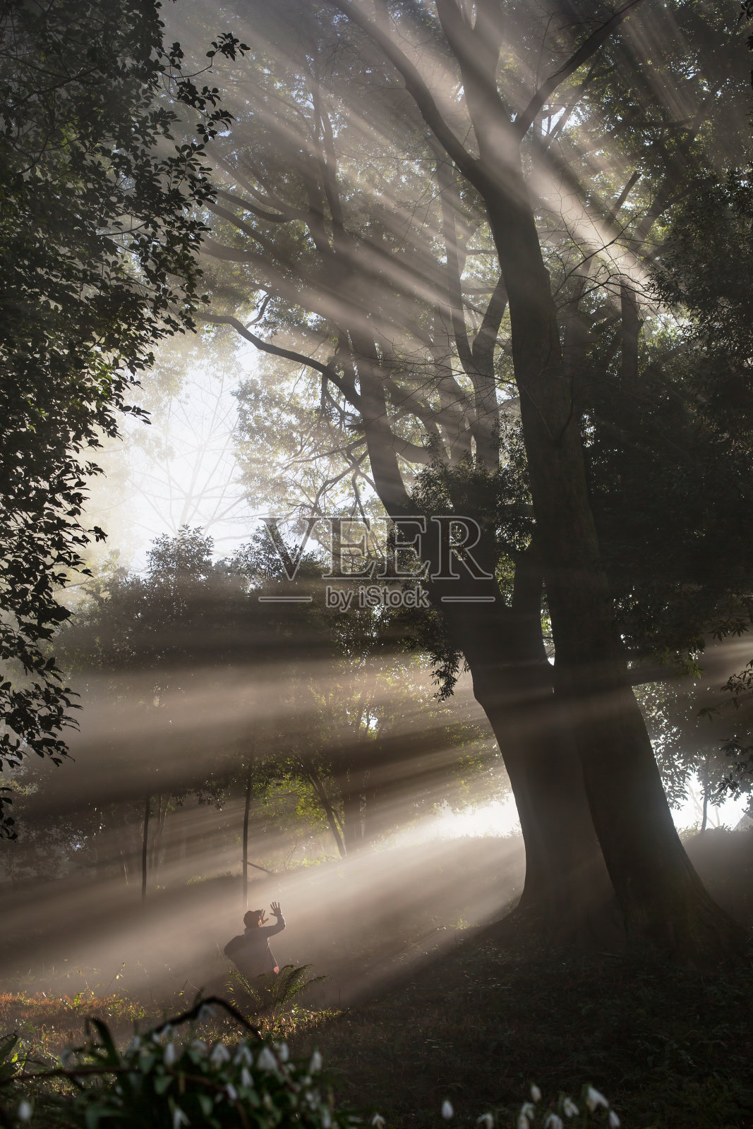 在雾林中行走的旅行者照片摄影图片