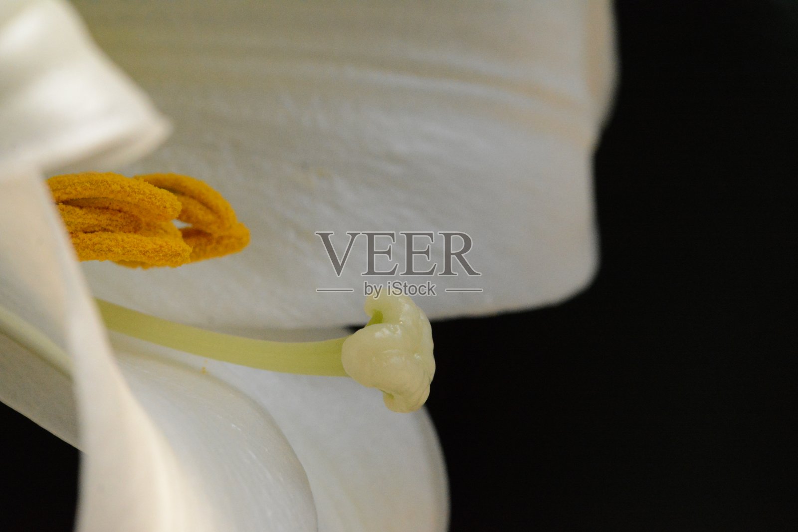 春天开花照片摄影图片