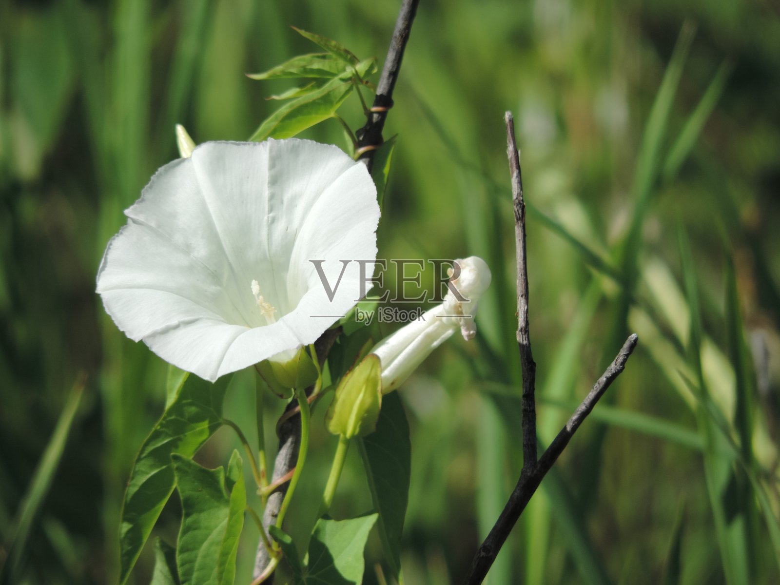 树篱假旋花照片摄影图片