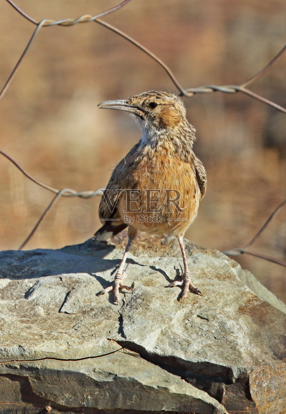 Spike-heeled云雀照片摄影图片