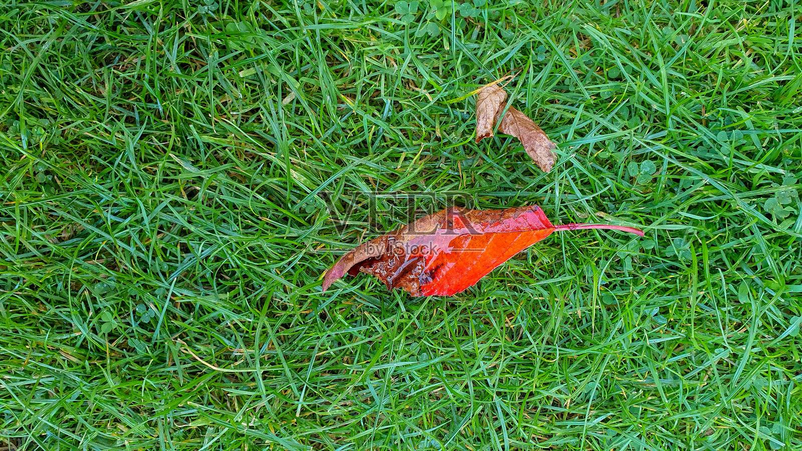 落叶落在绿草上照片摄影图片