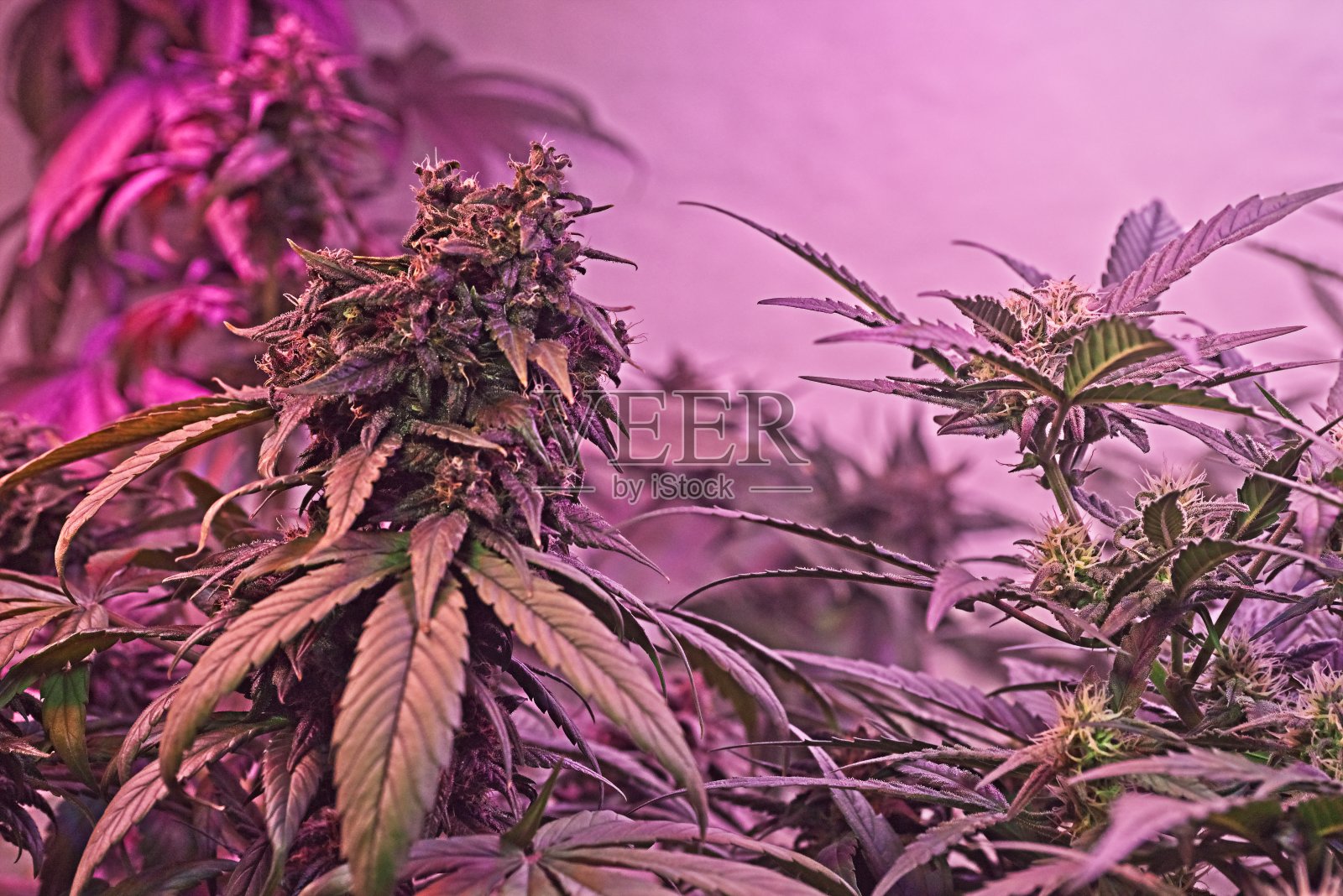 室内种植大麻照片摄影图片