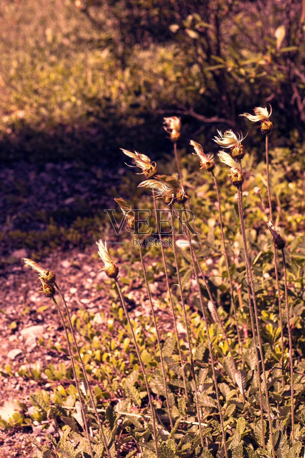 封闭的蒲公英照片摄影图片