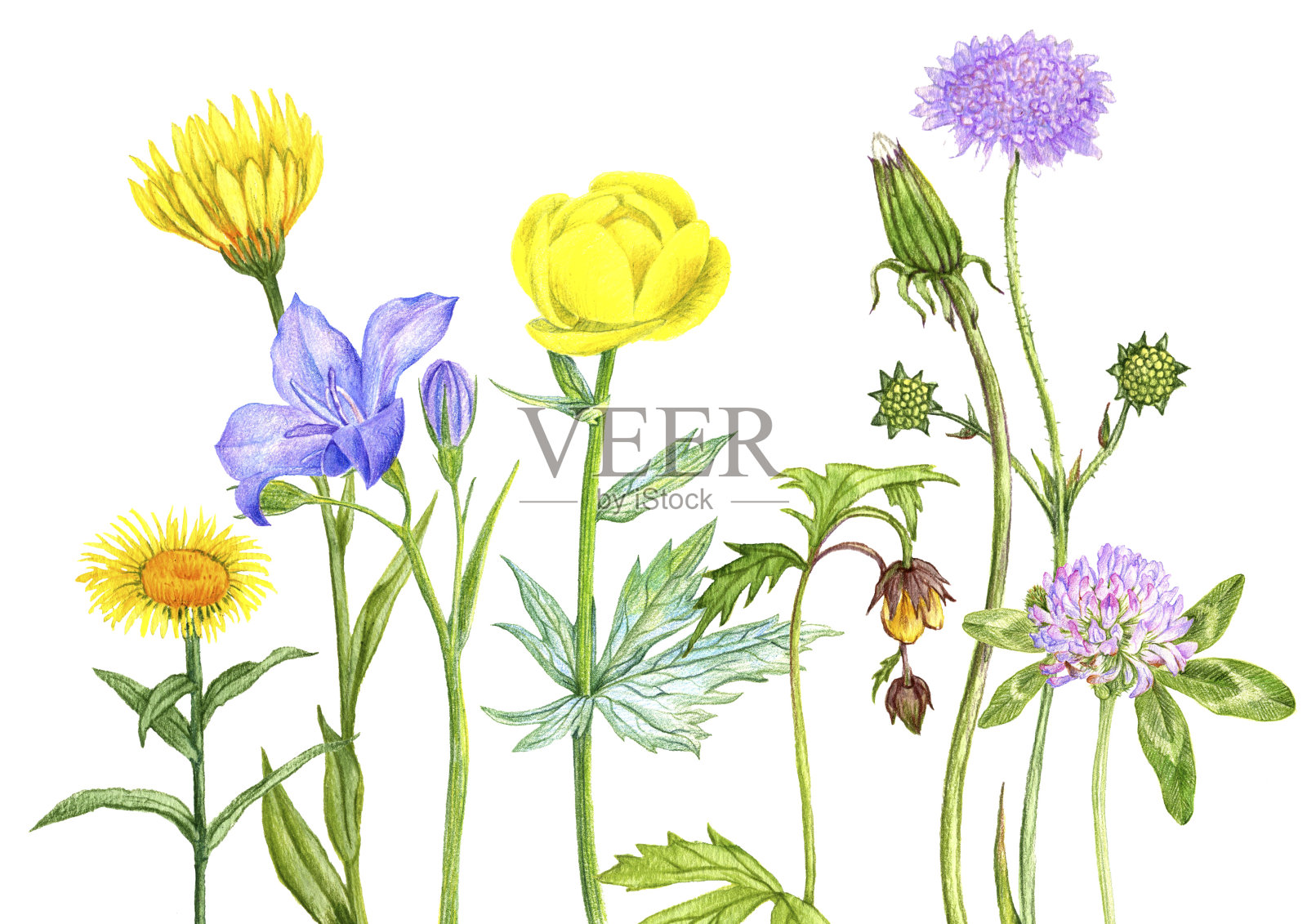 野生植物和花卉,用彩色铅笔画插画图片素材