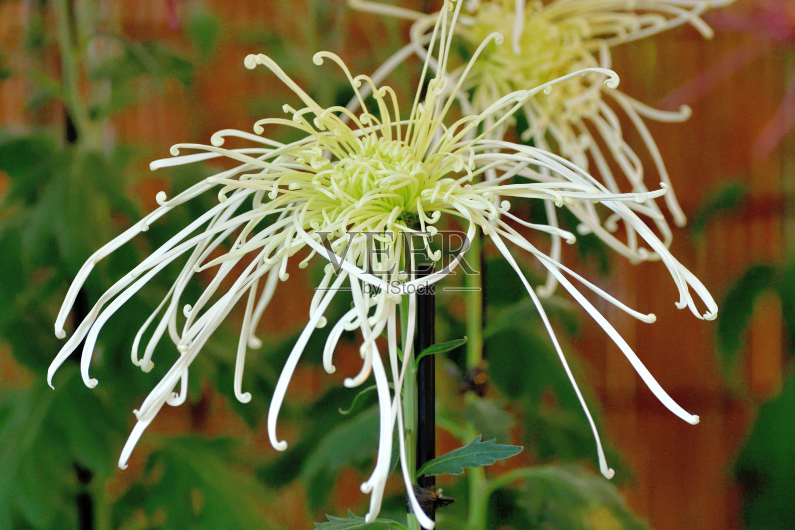 菊花照片摄影图片