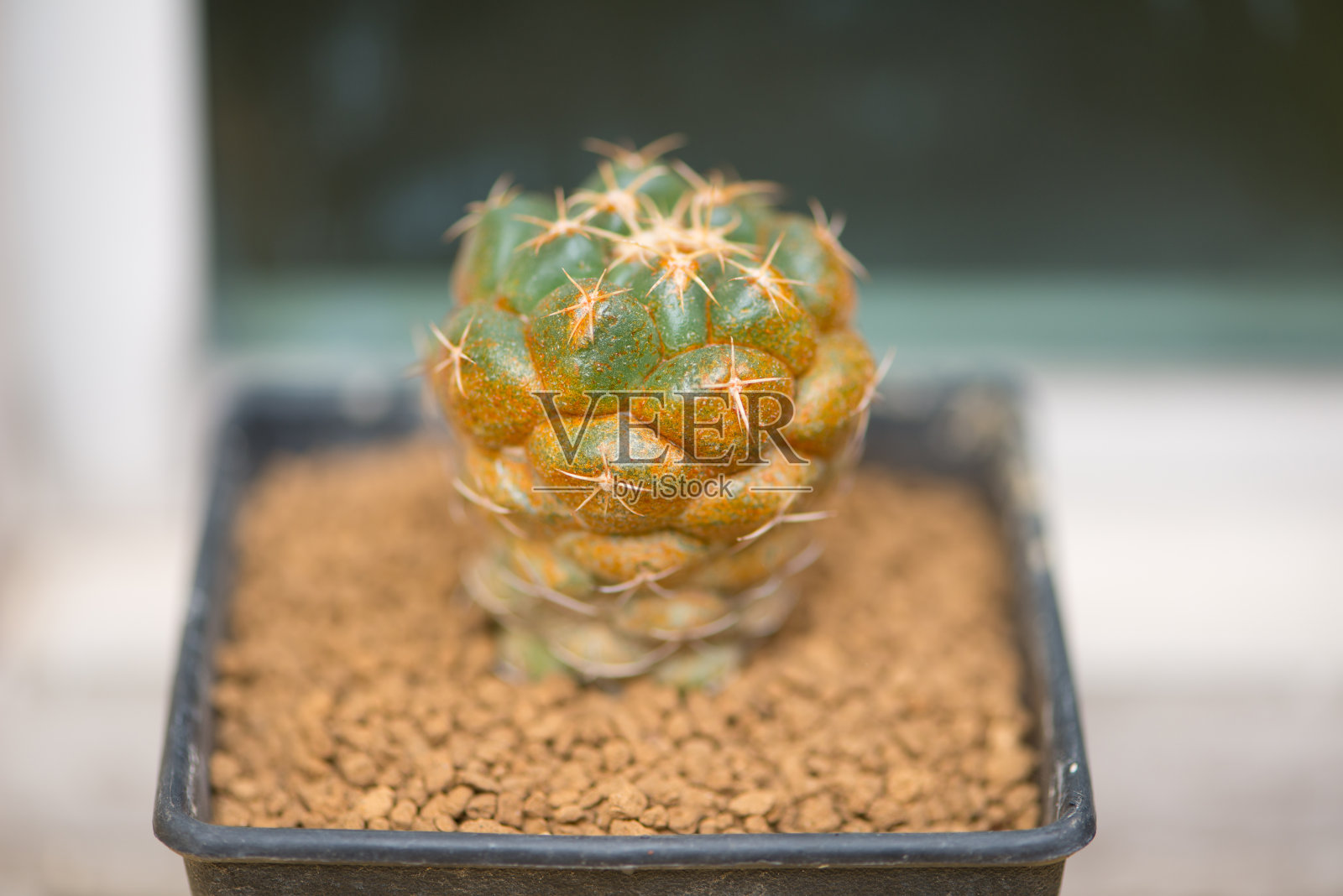 仙人掌与咖啡锈病照片摄影图片