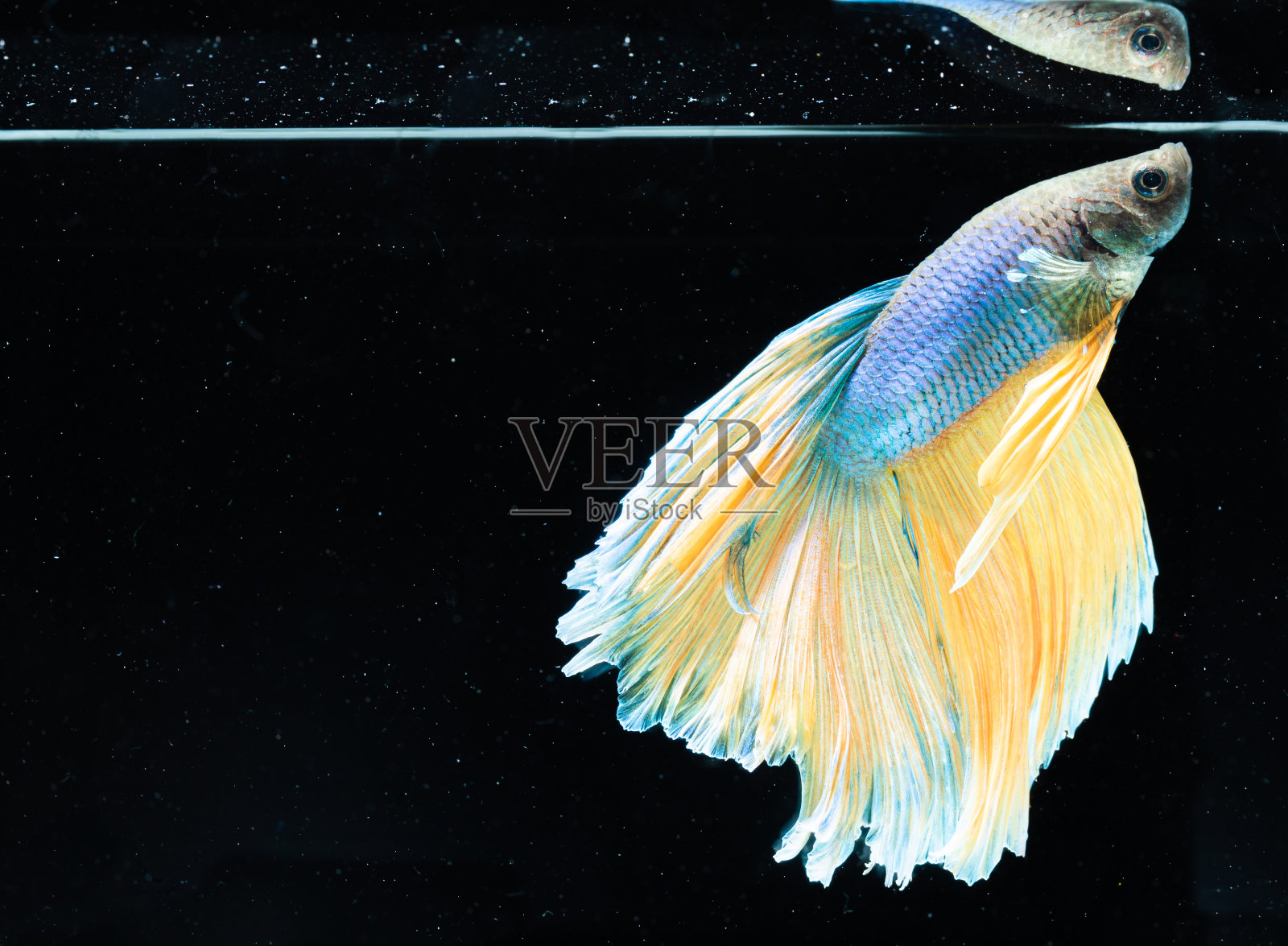 近距离艺术运动的斗鱼暹罗战斗鱼孤立在黑色的背景。美术设计理念。照片摄影图片