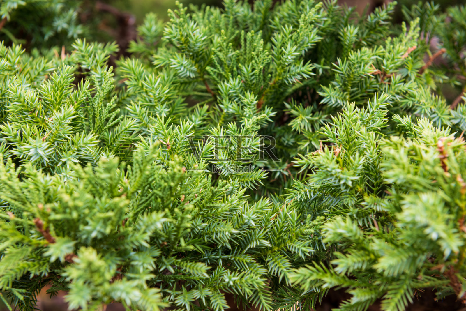 背景与绿色的针叶和树木在花园里照片摄影图片