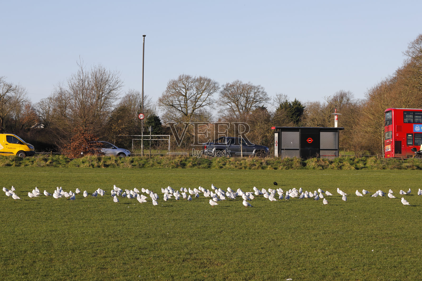 黑头鸥在足球场上排成一行照片摄影图片