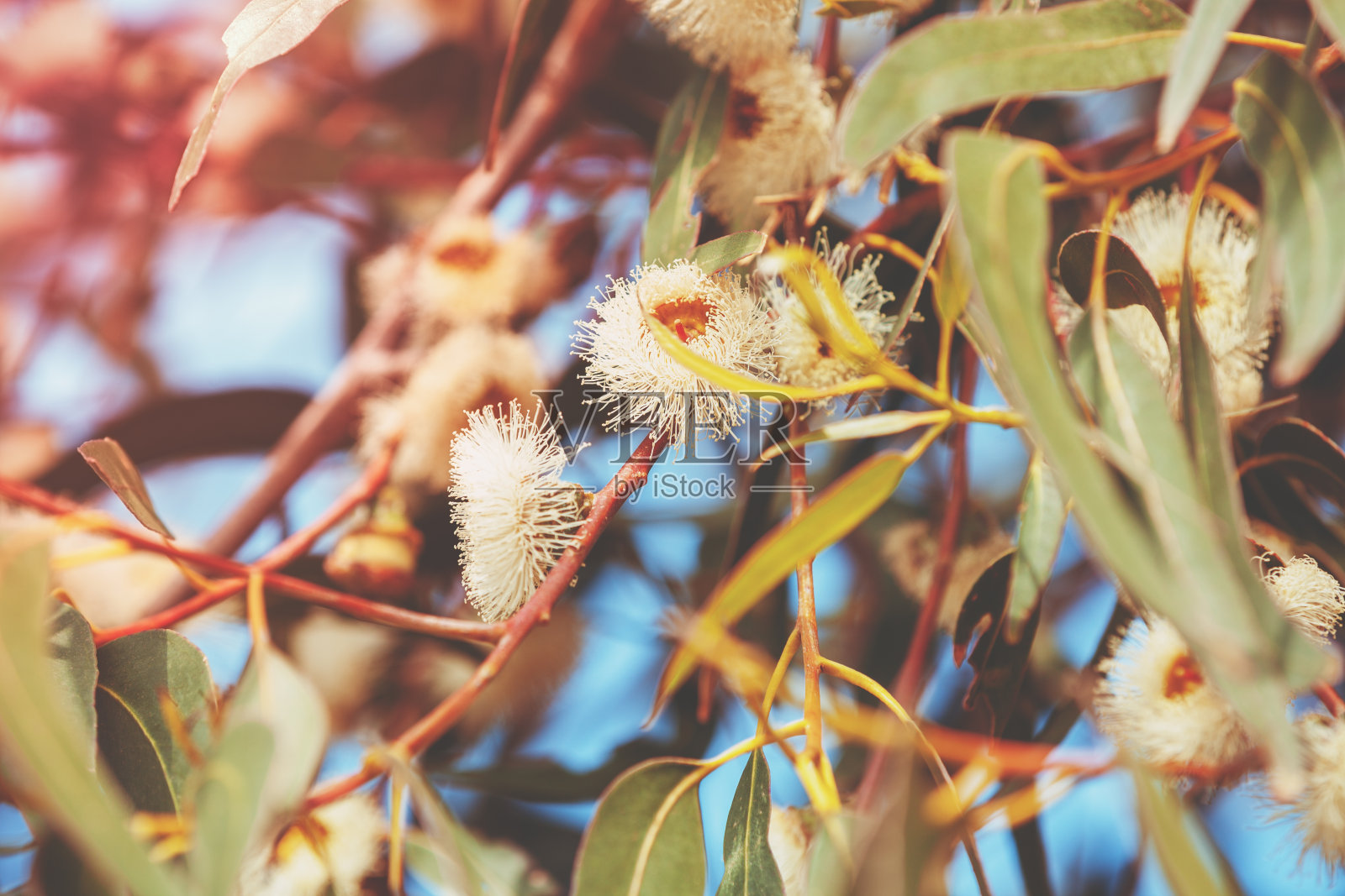 蓝天下的桉树枝头开着朵朵的花。自然背景照片摄影图片