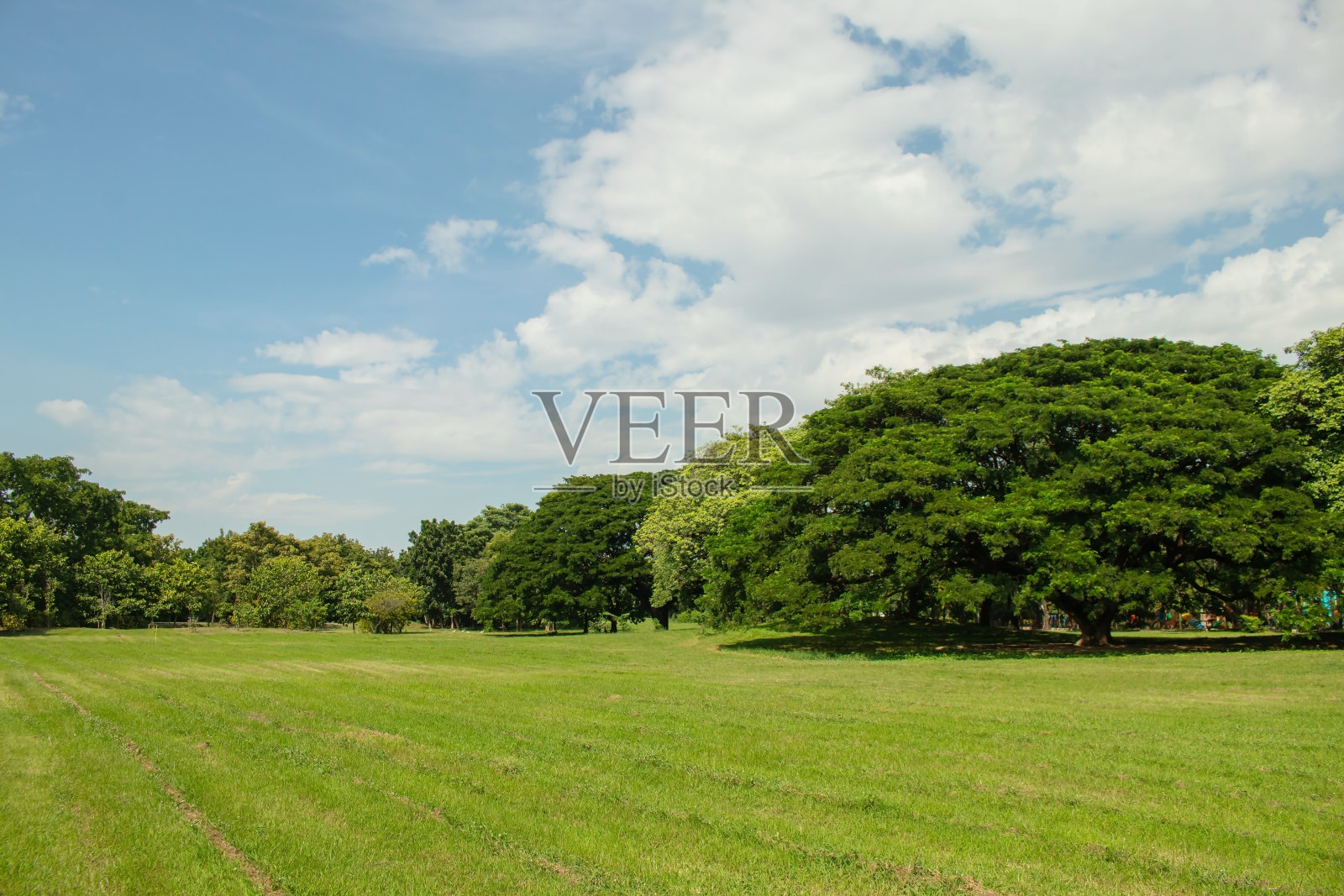 美丽的绿色草坪,草地,田野和树木在公共公园。照片摄影图片