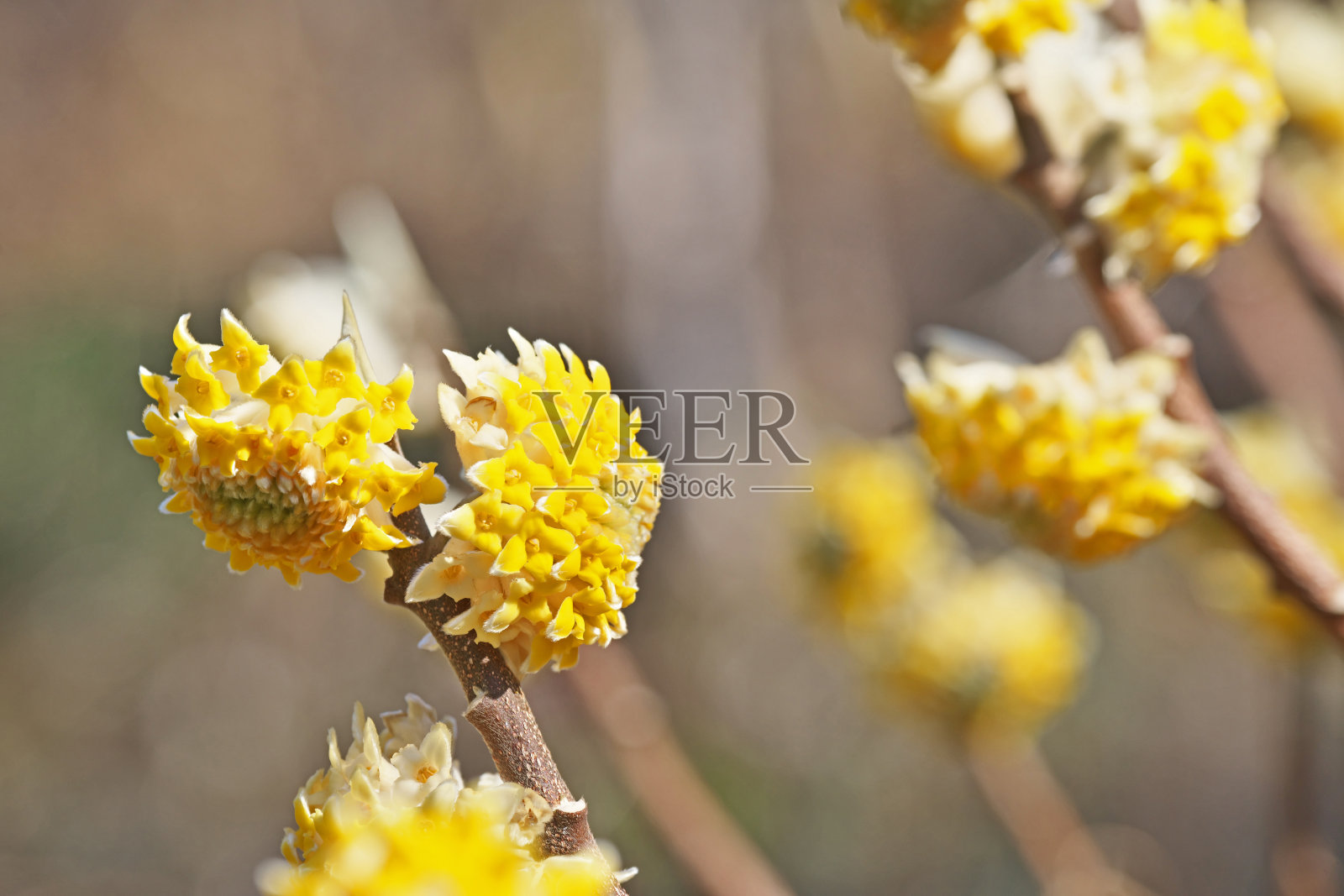 埃奇沃西亚·克里斯坦塔照片摄影图片