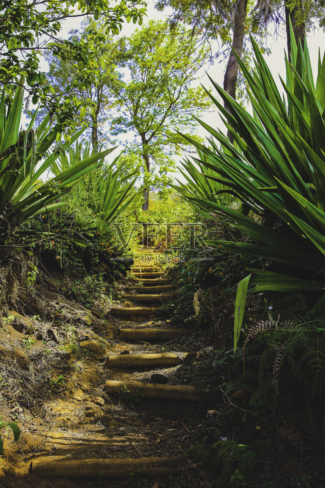 海角火绿12照片摄影图片