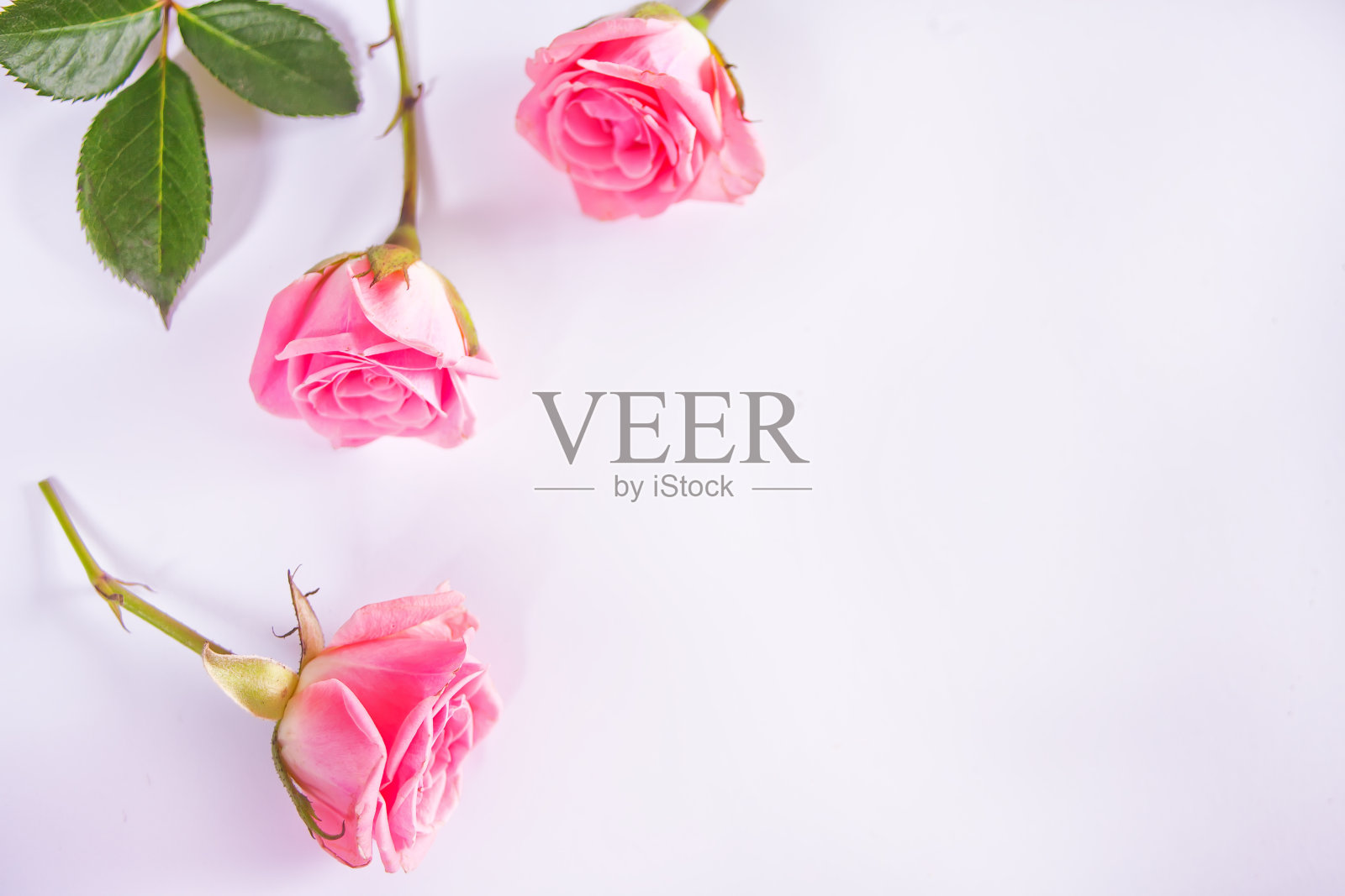 白色背景上的三朵小粉玫瑰,俯视图,留白照片摄影图片