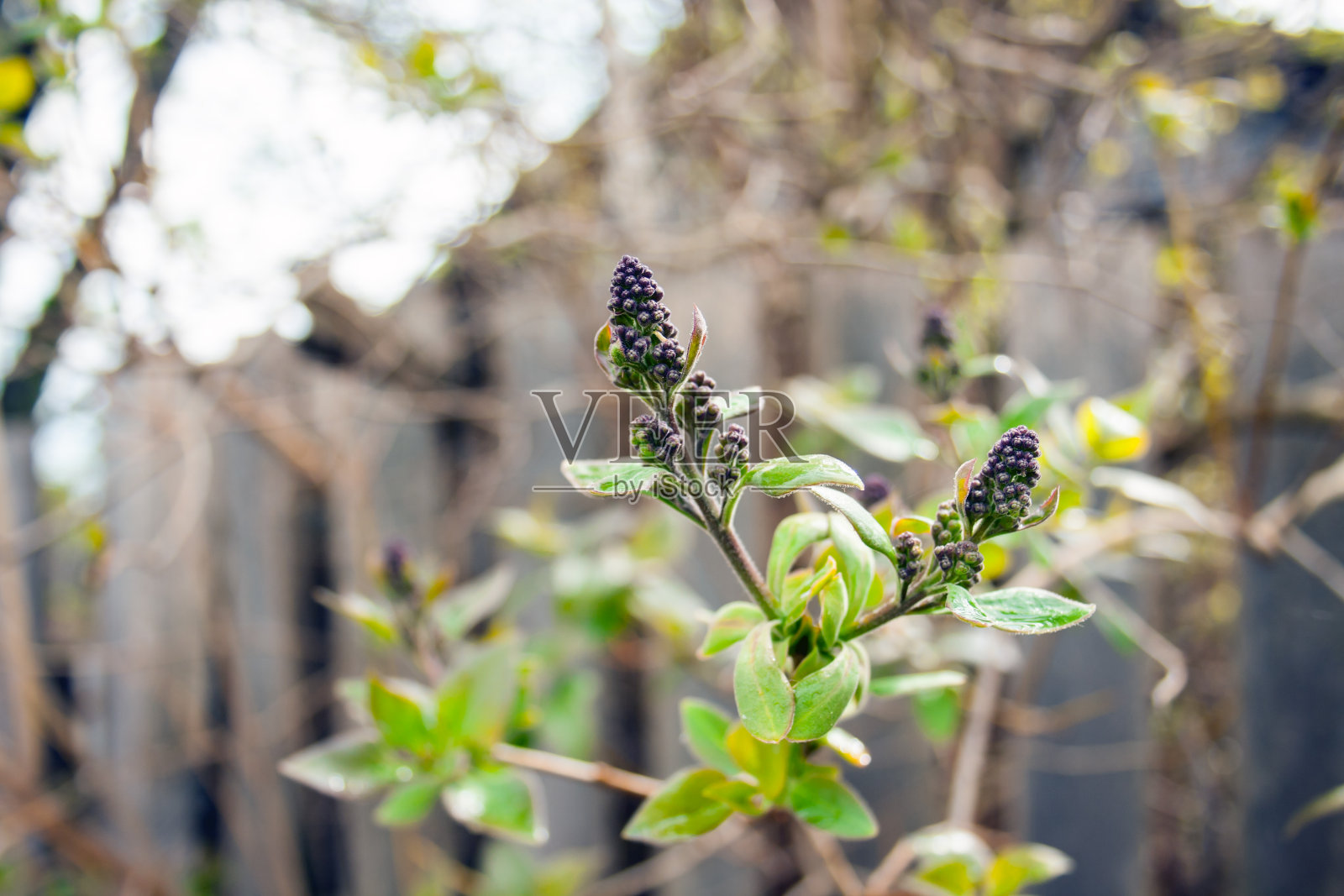 阳光明媚的日子里,膨胀的丁香花蕾的中性背景照片摄影图片