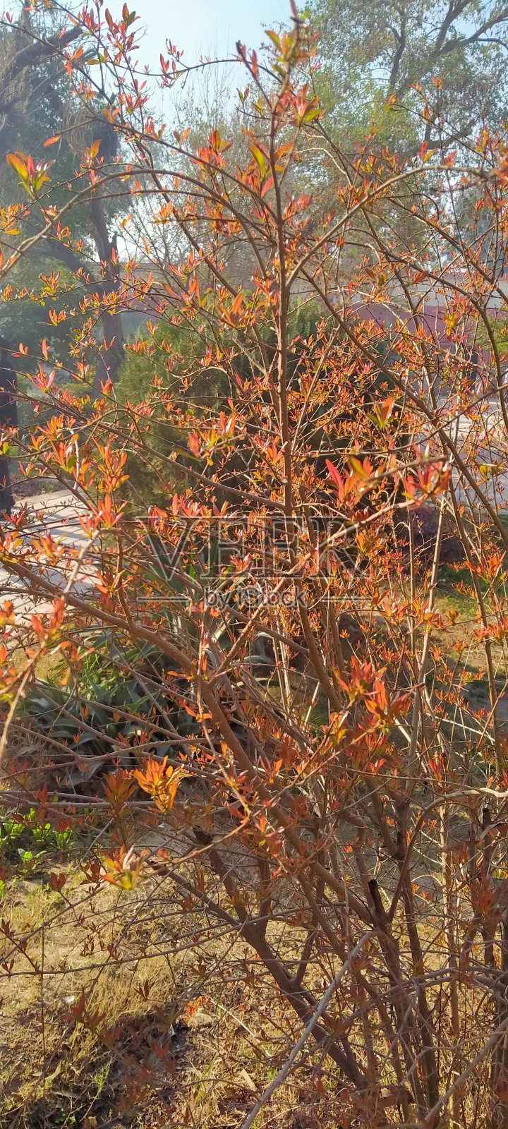 黄红混色植物照片摄影图片