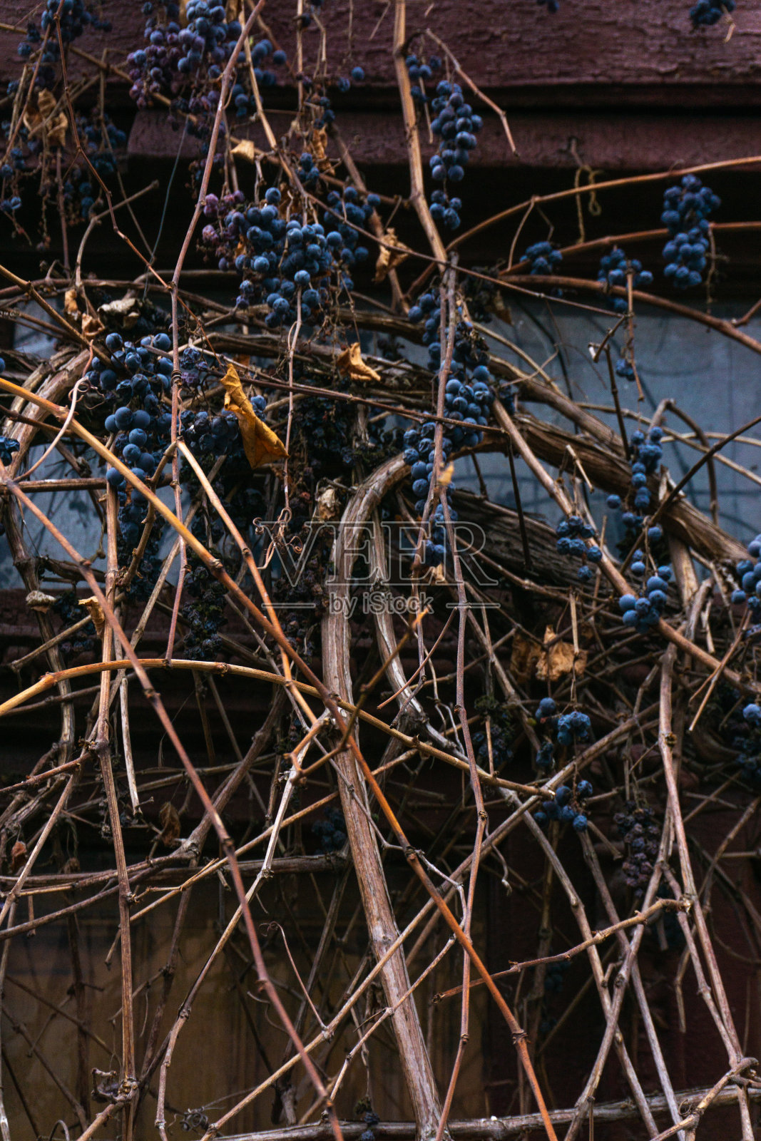 葡萄藤和葡萄缠绕在老房子的墙上照片摄影图片