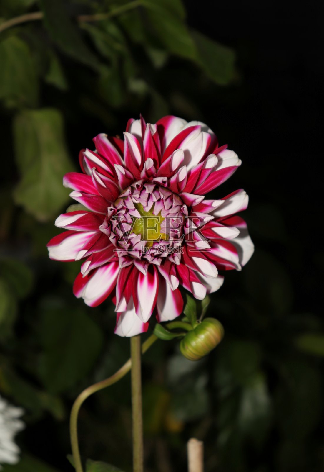 大丽花垂直方向照片摄影图片