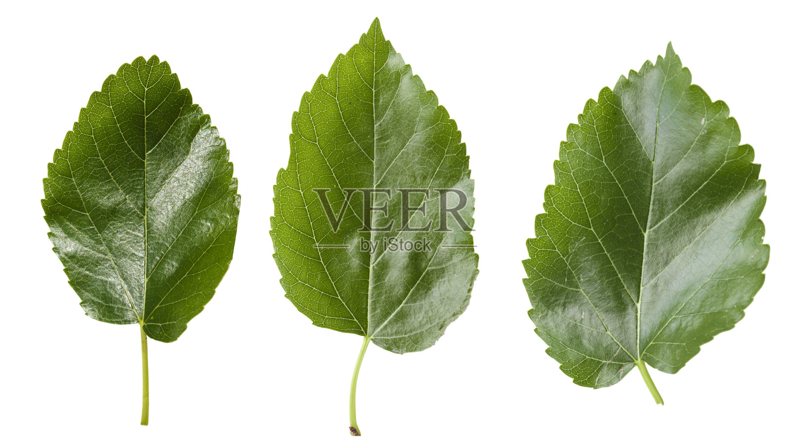 桑树的绿叶孤立在白色背景上照片摄影图片