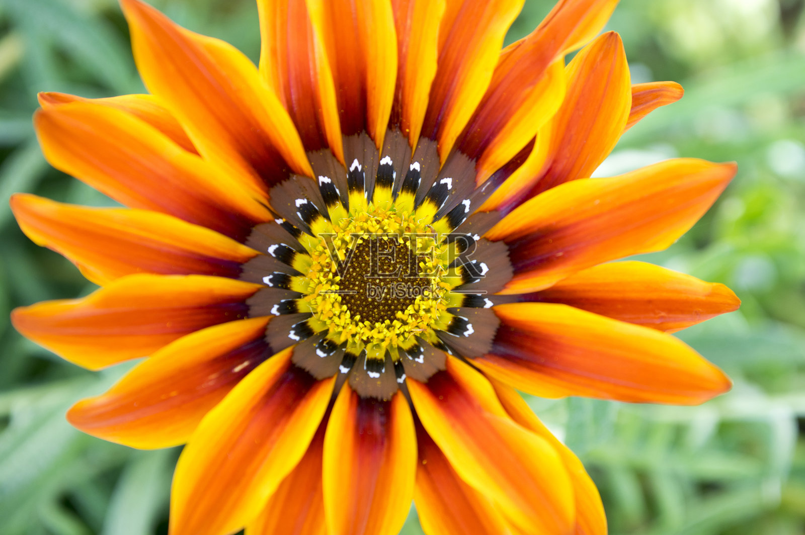 天仙、一串红、宝花、天仙、破晓青铜、盛开照片摄影图片