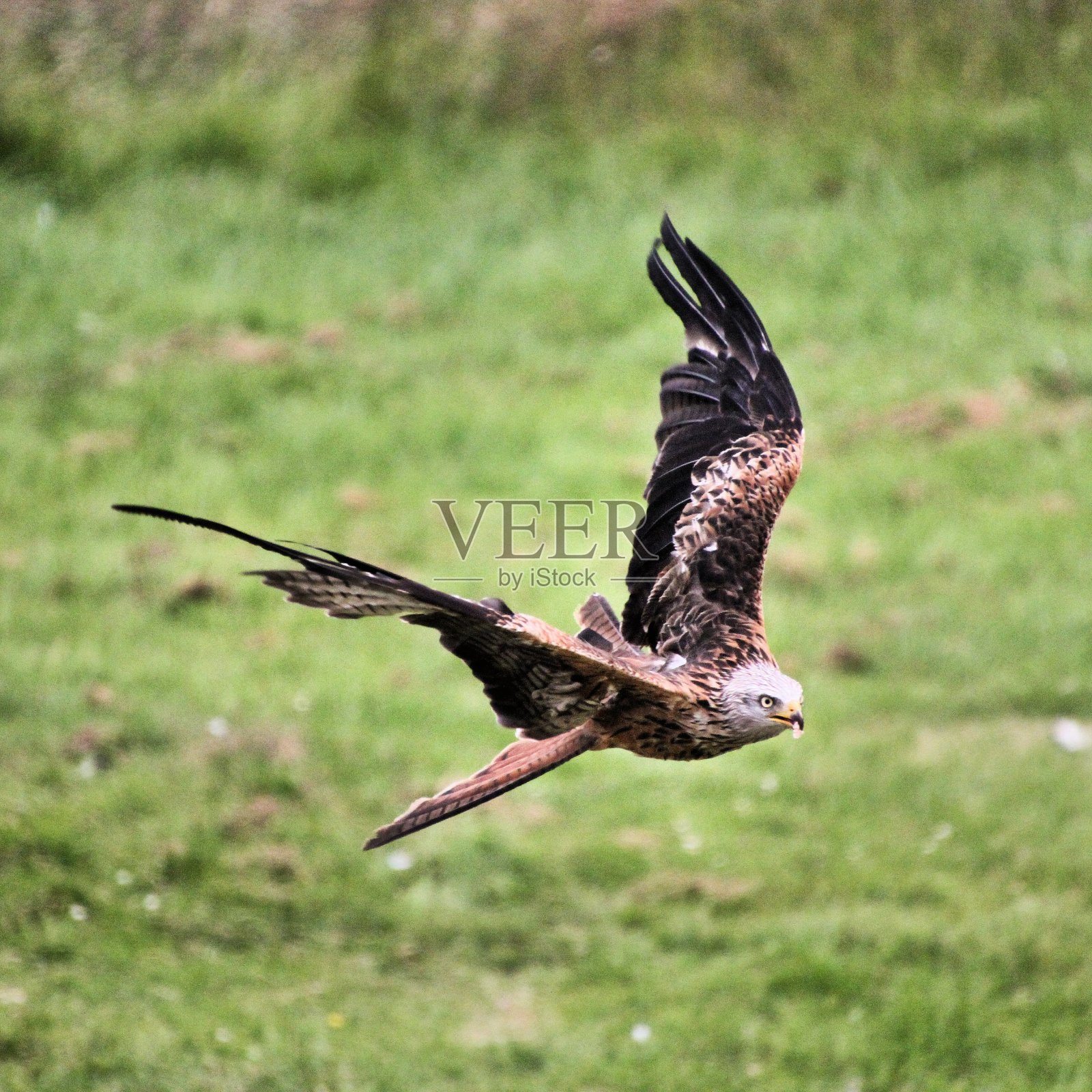 一个红色风筝在飞行的景象照片摄影图片